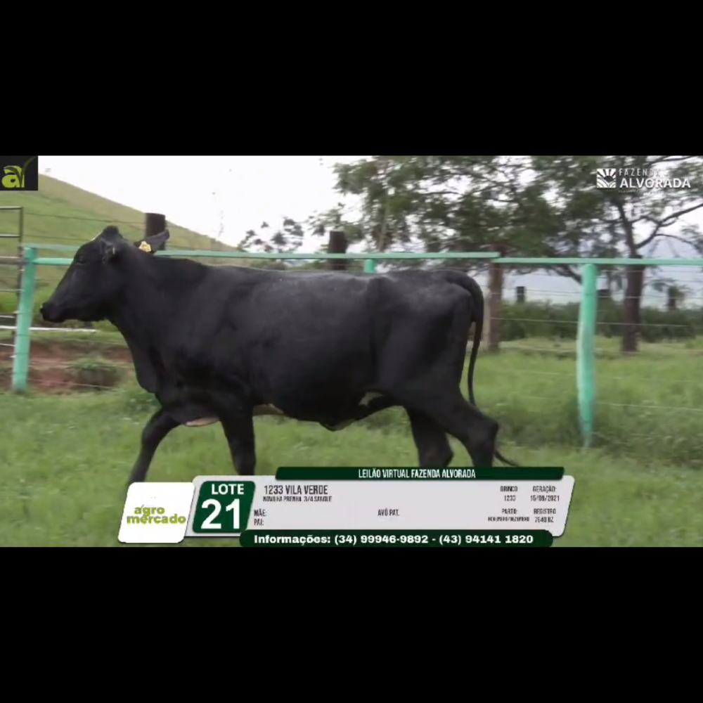 LOTE 21 1233 VILA VERDE - Imagem 3