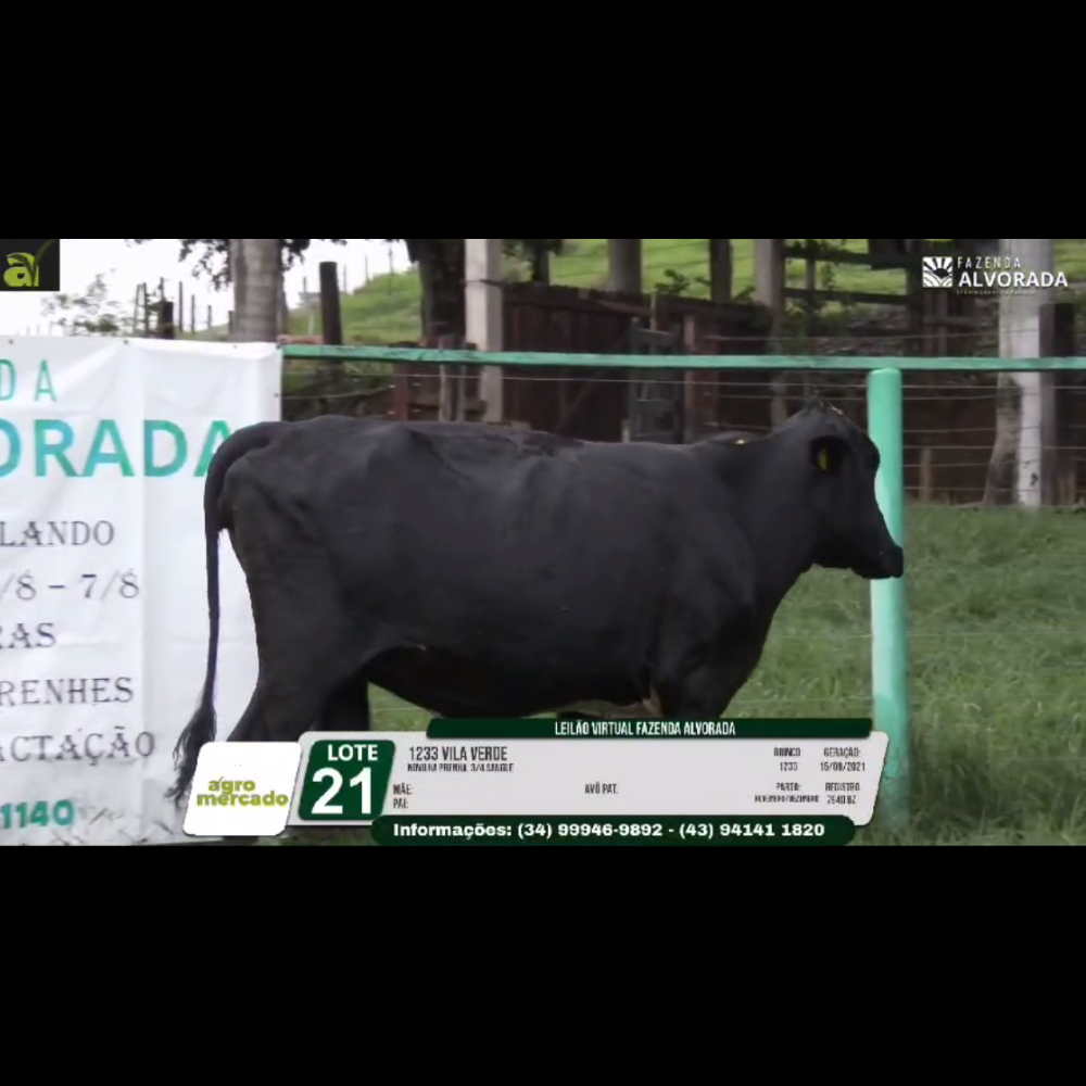 LOTE 21 1233 VILA VERDE - Imagem 5