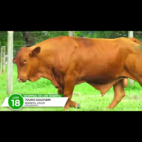 1289 CAYO DA GOLD FIV - Imagem 2