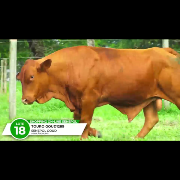 1289 CAYO DA GOLD FIV