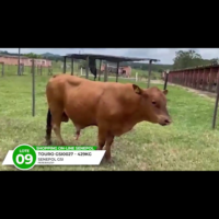 LOTE 09 CIPRESTE DO CCRP FIV - Imagem 2