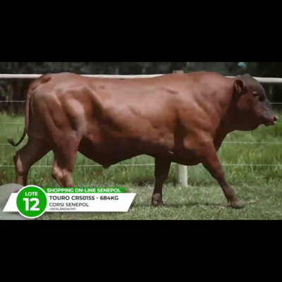 LOTE 12 CRS BERGAMO 0155 FIV