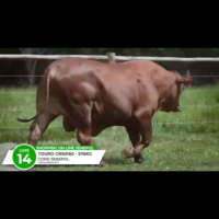 LOTE 14 CRS BERGAMO 0160 FIV - Imagem 2