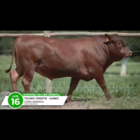 LOTE 16 CRS BERGAMO 0172 FIV - Imagem 2