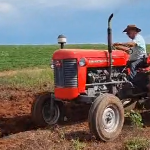LOTE 227 - TRATOR MASSEY FERGUSON 65X