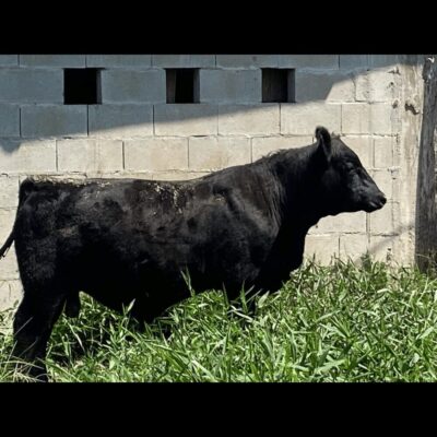 Nova Campestre 0021 Feder
