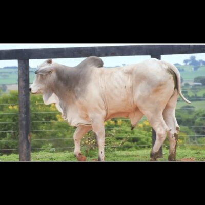 VITROL DO GOLIAS
