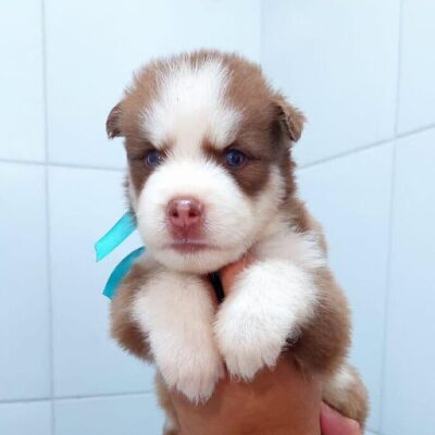 Husky Siberiano – Mark (Macho)