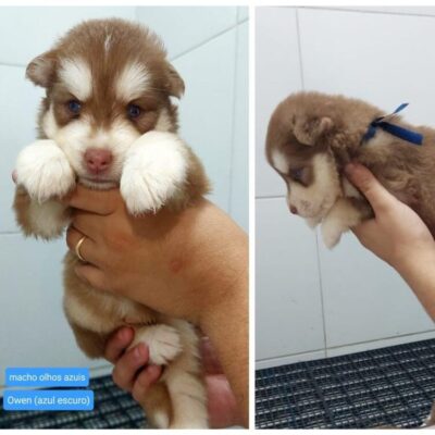 Husky Siberiano – Owen (Macho)