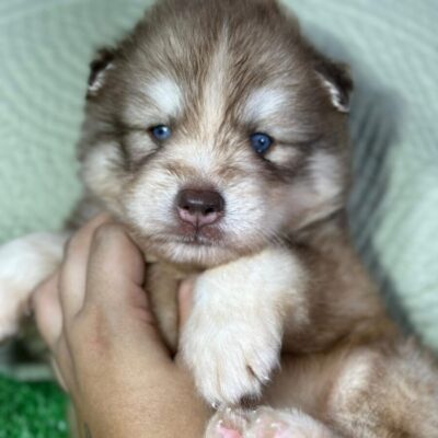 Husky Siberiano – Fêmea