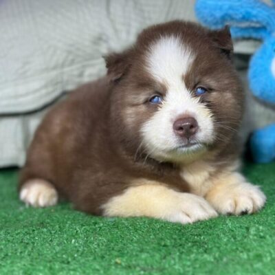 Husky Siberiano – Macho