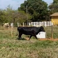 2 Vacas Girolando - Imagem 4
