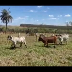 3 Novilhas Girolando