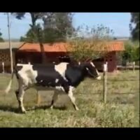 2 Vacas Girolando - Imagem 3