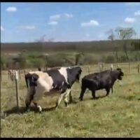 2 Vacas Girolando - Imagem 2