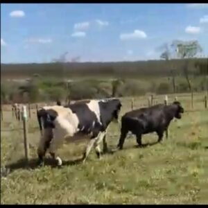2 Vacas Girolando