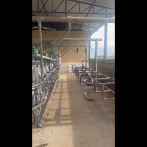 Ordenha GEA Eletrônica Duplo 6