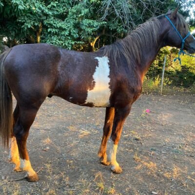 Dubai da Sinha Maria