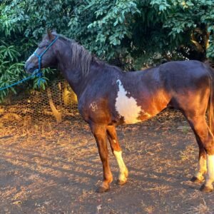 Dubai da Sinha Maria